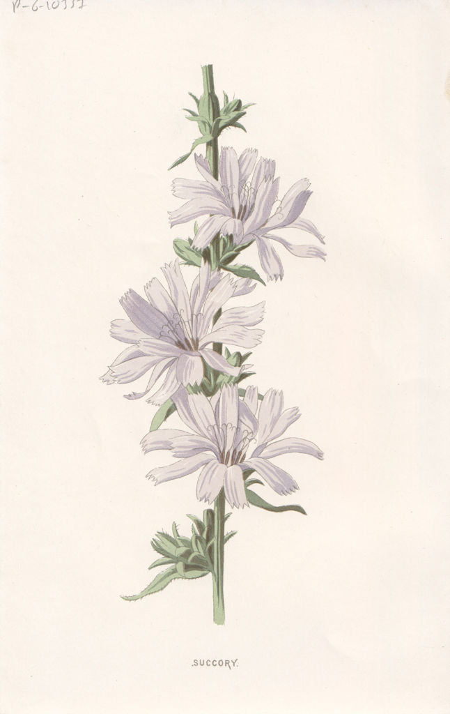 FLOWERS. Succory c1895 old antique vintage print picture